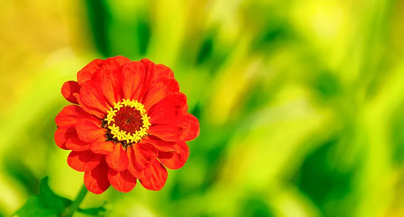 Red flower closeup